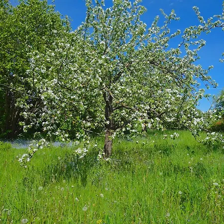 בית אירוח Foxland Farm
